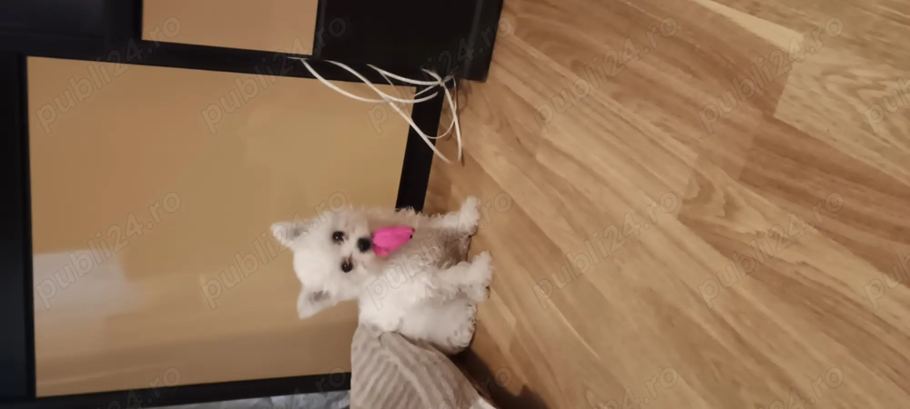 bichon frise dragalas