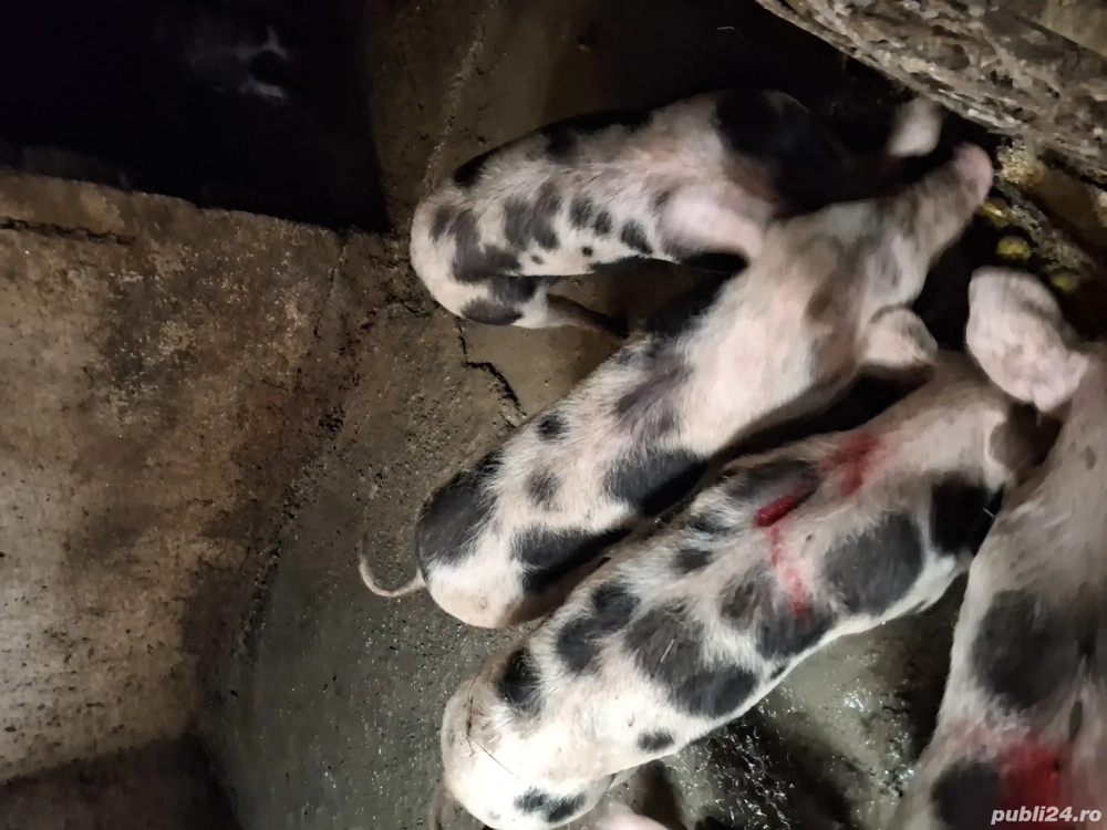 Vand purcei pietrean au 4 luni