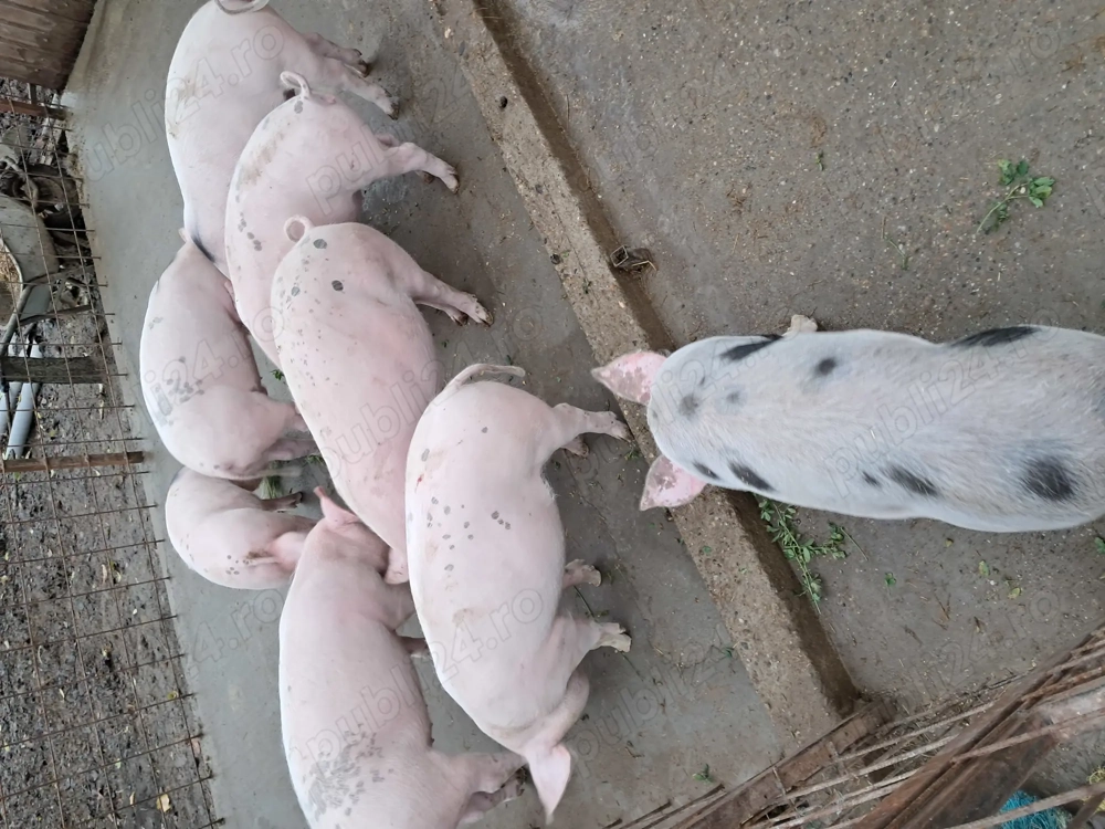 Vand grasuni de 4 luni  500 lei buc