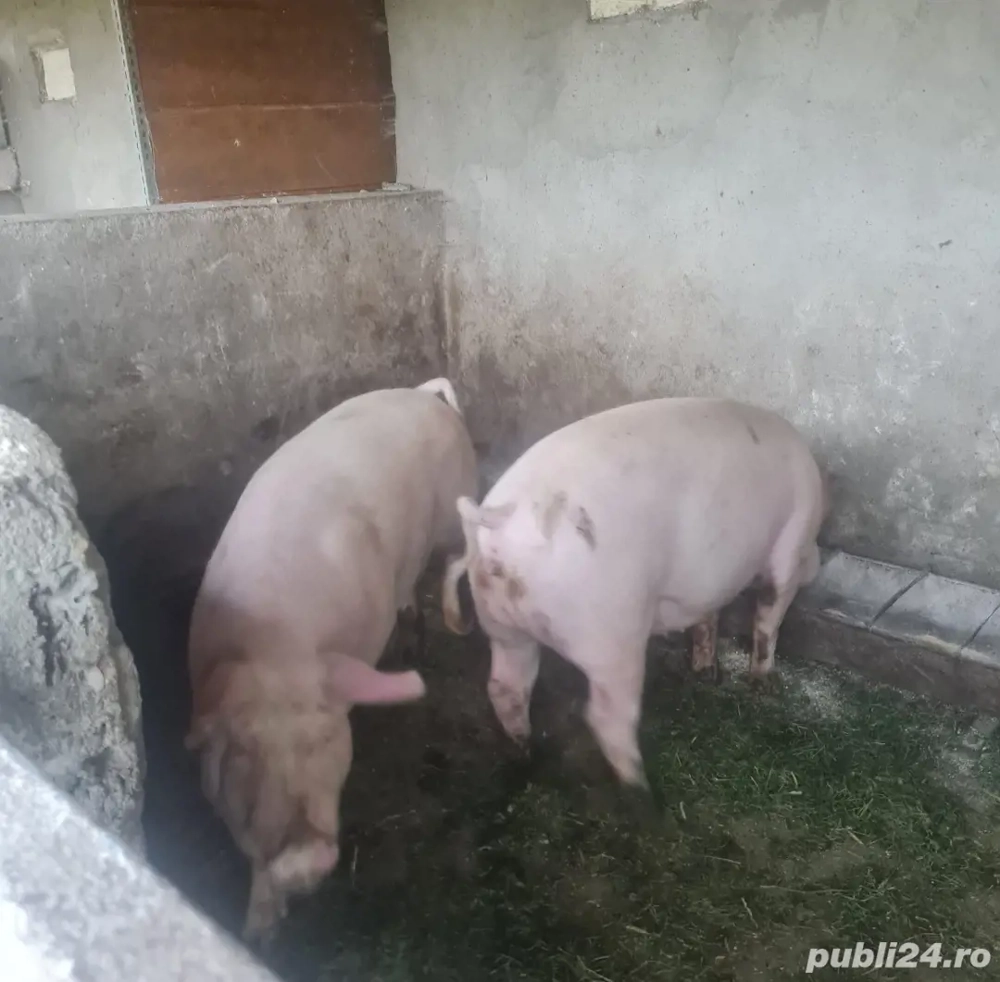 Vând porc Marele Alb cu Landrace