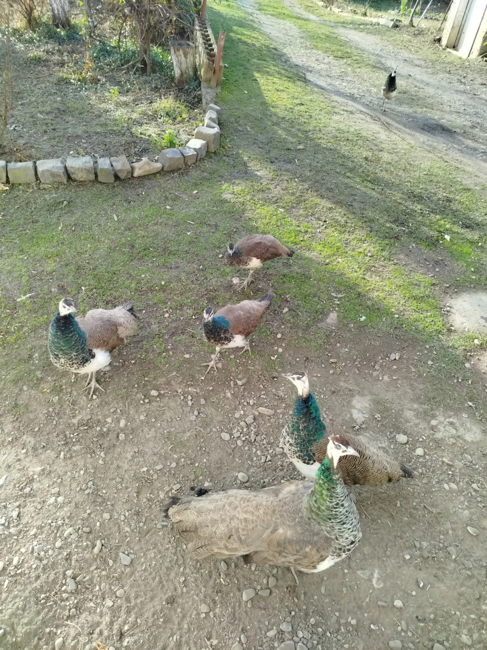 Păuni de anul acesta pui de păun femele și masculi.