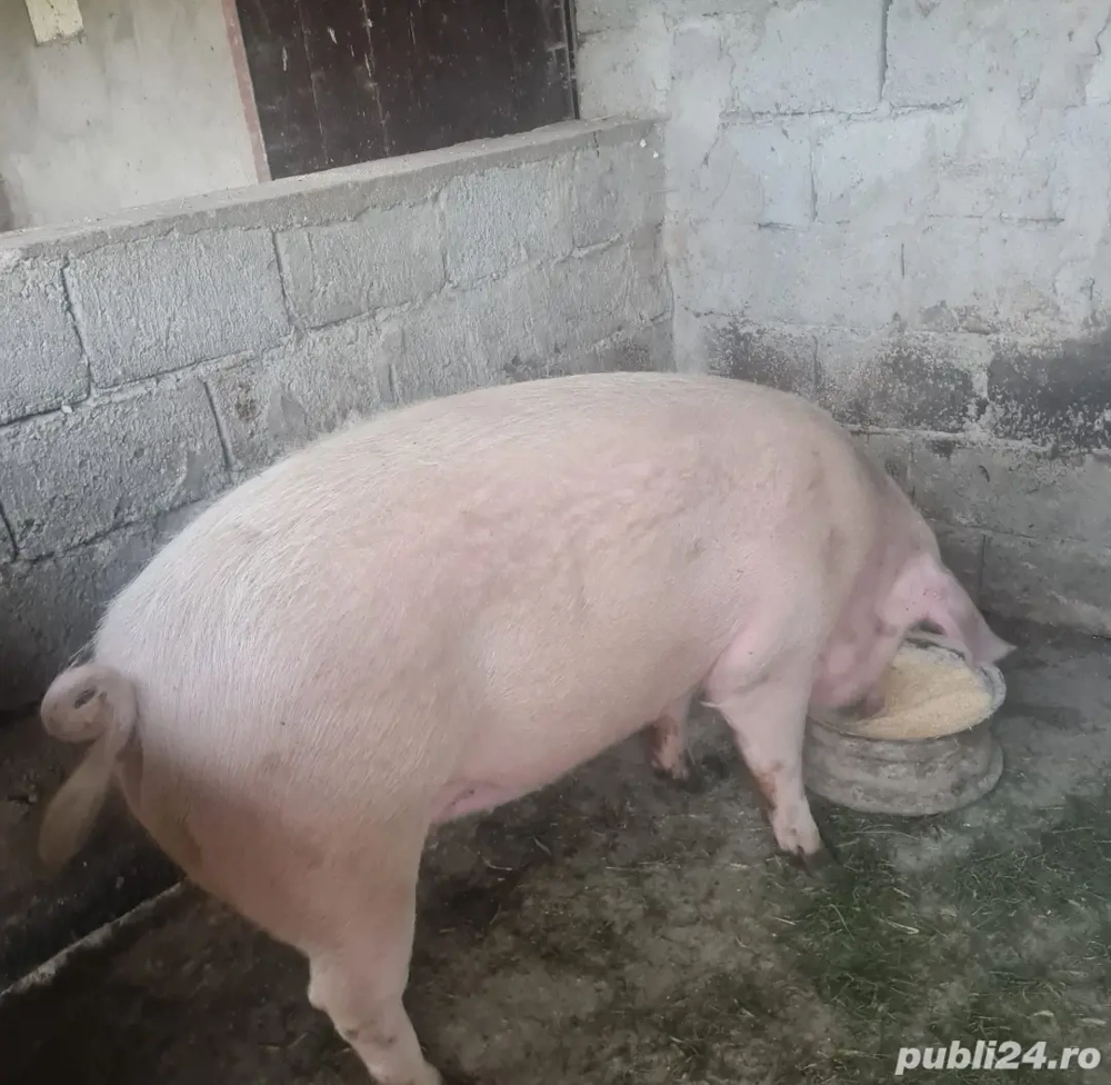 Vând un porc Marele alb cu Landrace