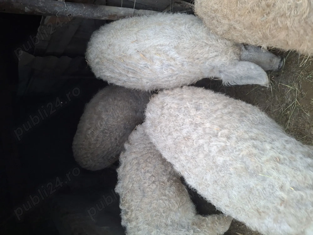 Vând porci mangalita 