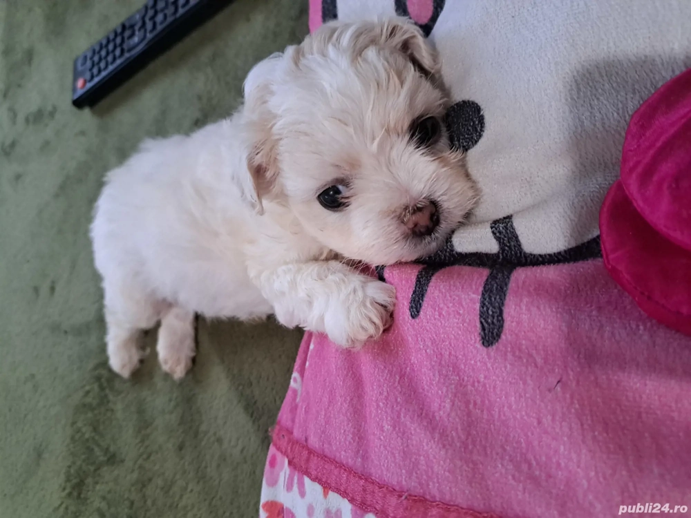 bichon malteze