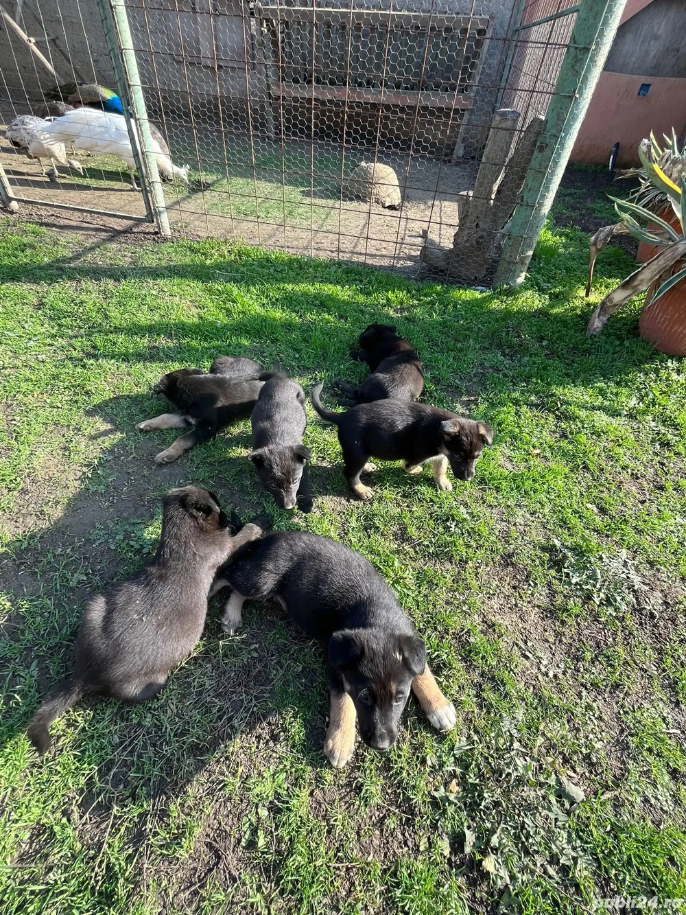 Vand pui de Ciobanesc Germen