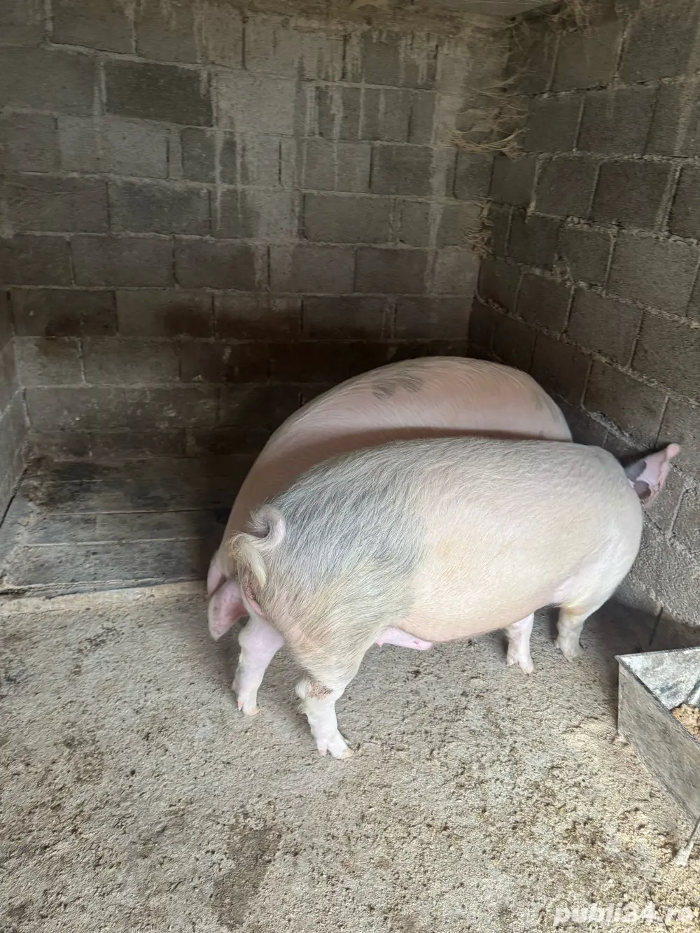 Porci crescuti in gospodarie! 