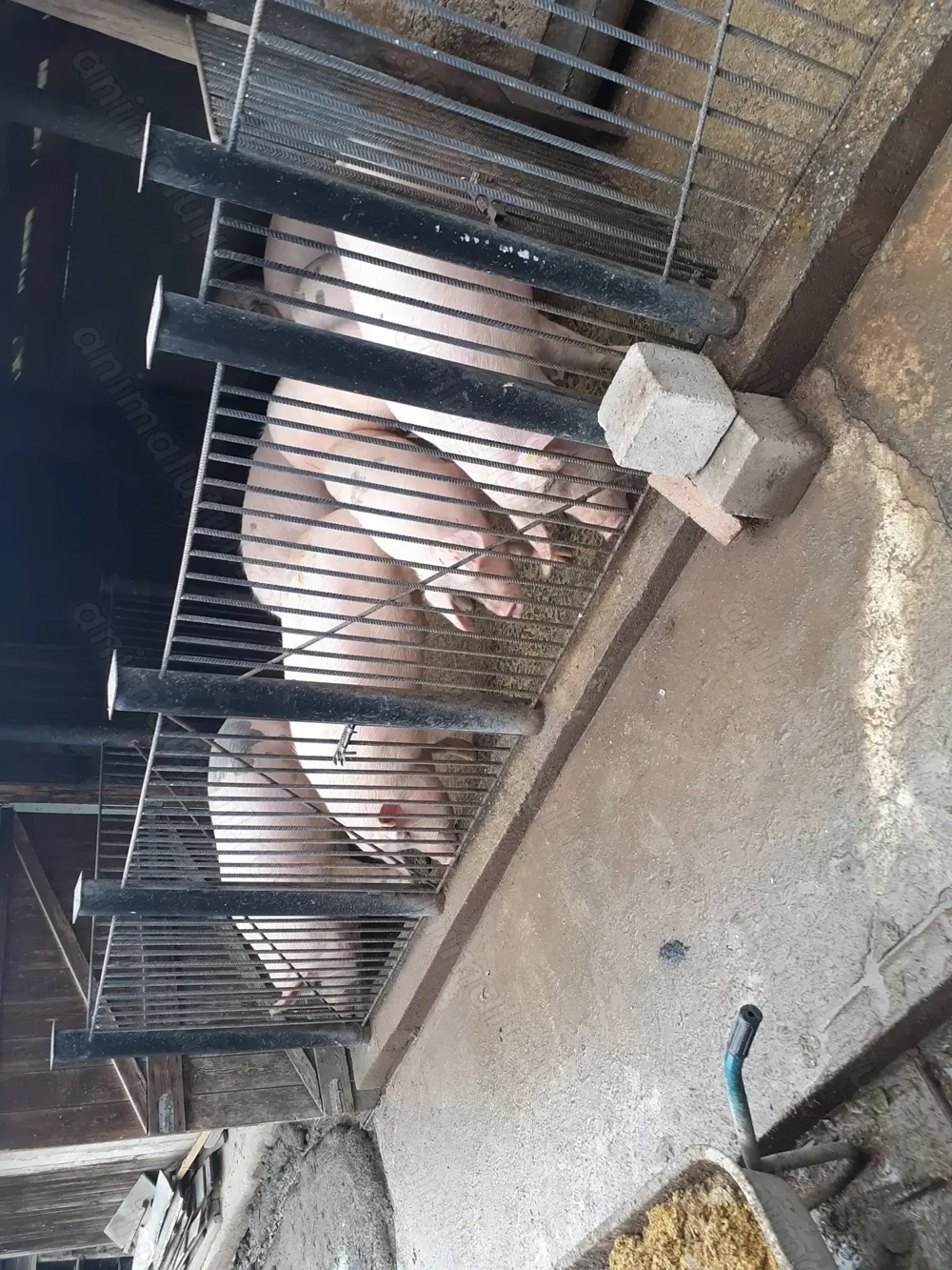 Vand porc marele alb