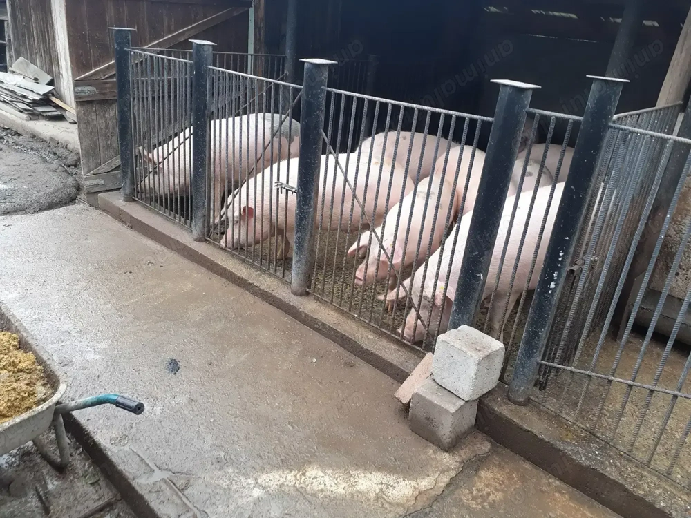 Vand porc marele alb