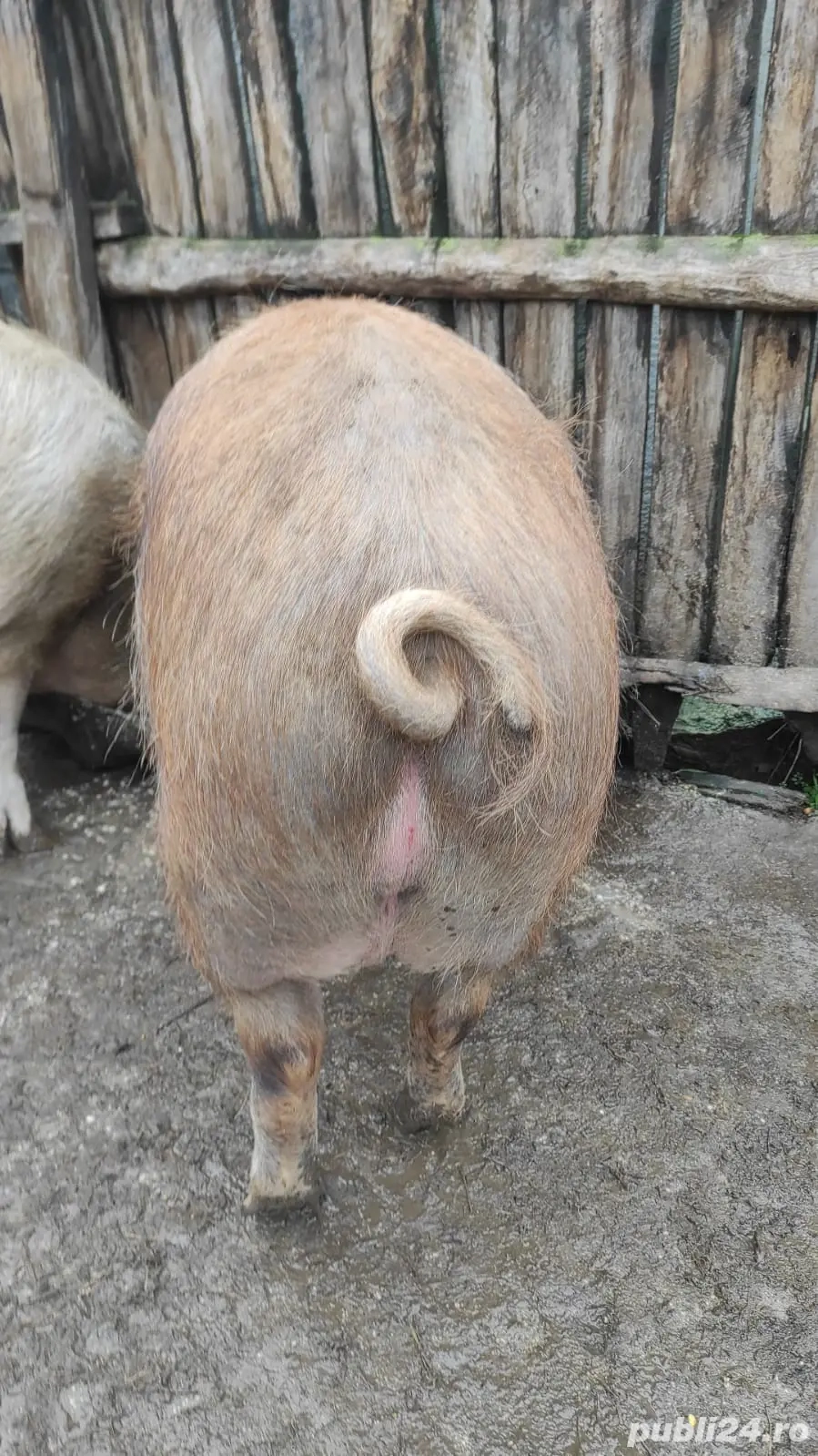 Porci de Țară Rasa Duroc cu Landrace 