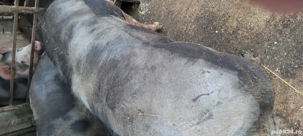 Porci de carne pietrain 
