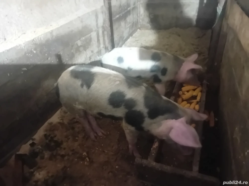 vand purcei aproximație 50kg