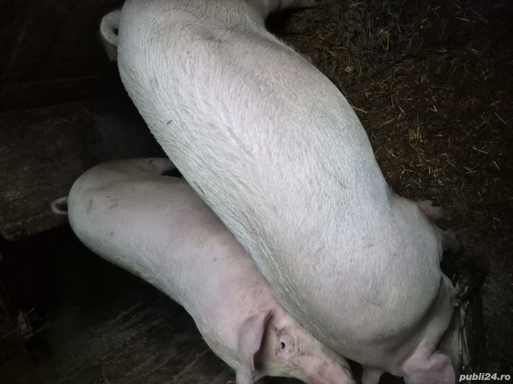 vand porc pentru sacrificare 