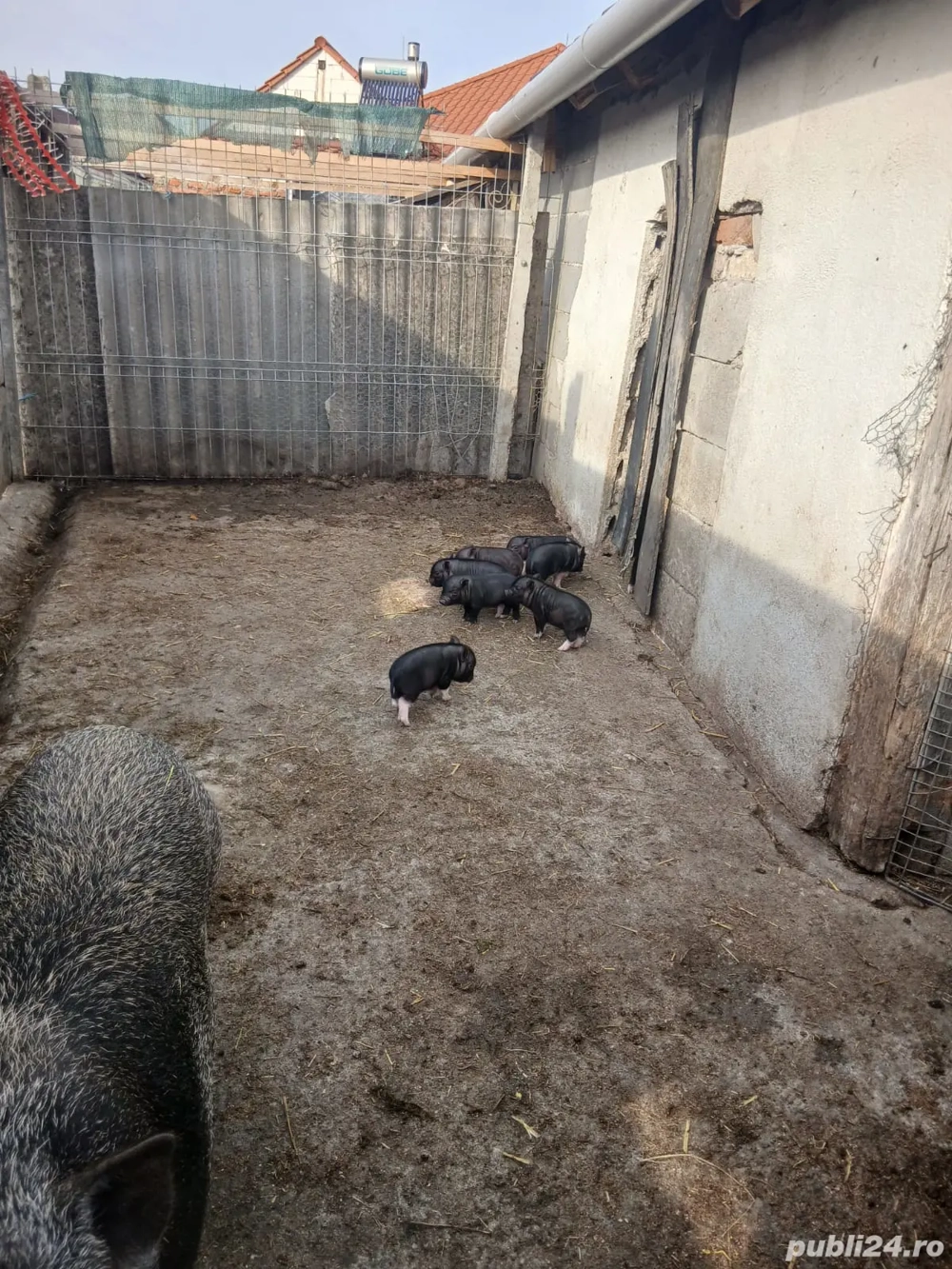 vand scroafa cu purcei 