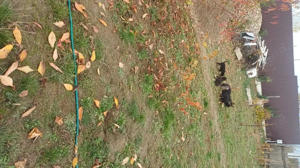 Donez ciobanesc german 2 fetite