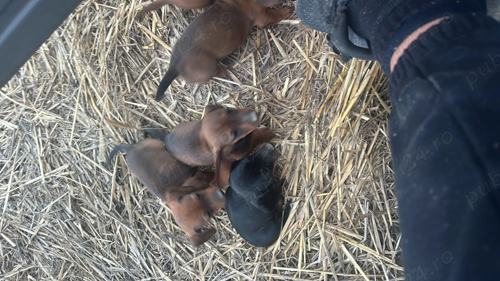 Vând căței Techel