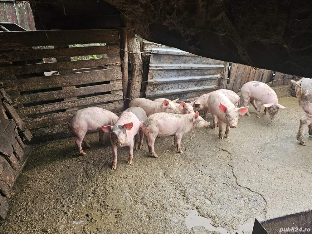 Vand purcei pret bun