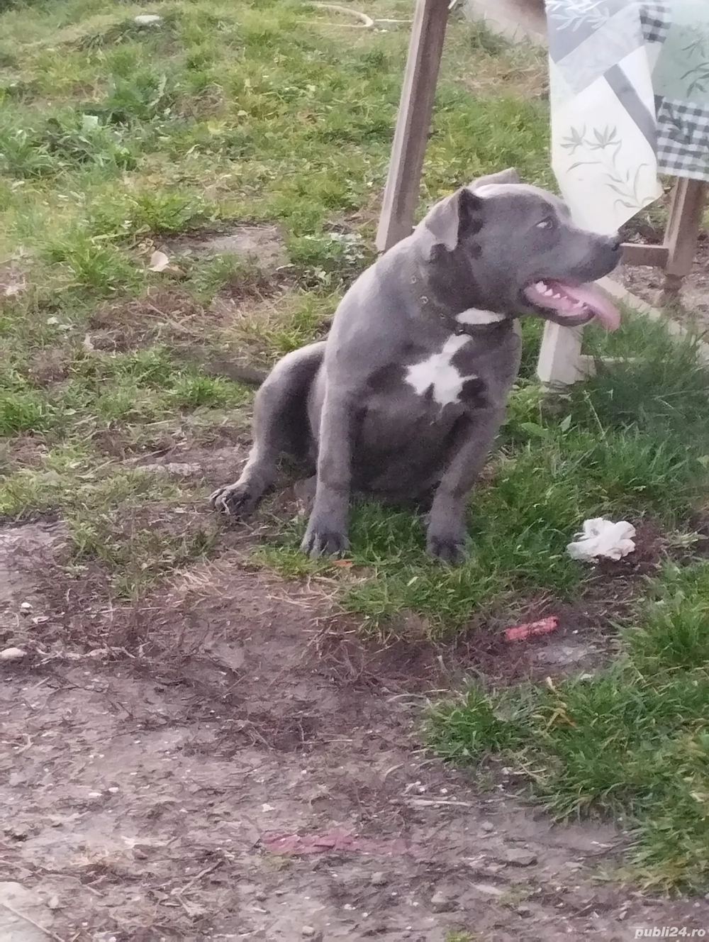 American bully cu pedy