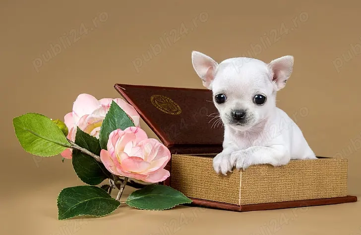 Chihuahua Mini Toy Par scurt Alb cu Factura-Carnet-Microcip-Garantie-Livrare la Bucuresti