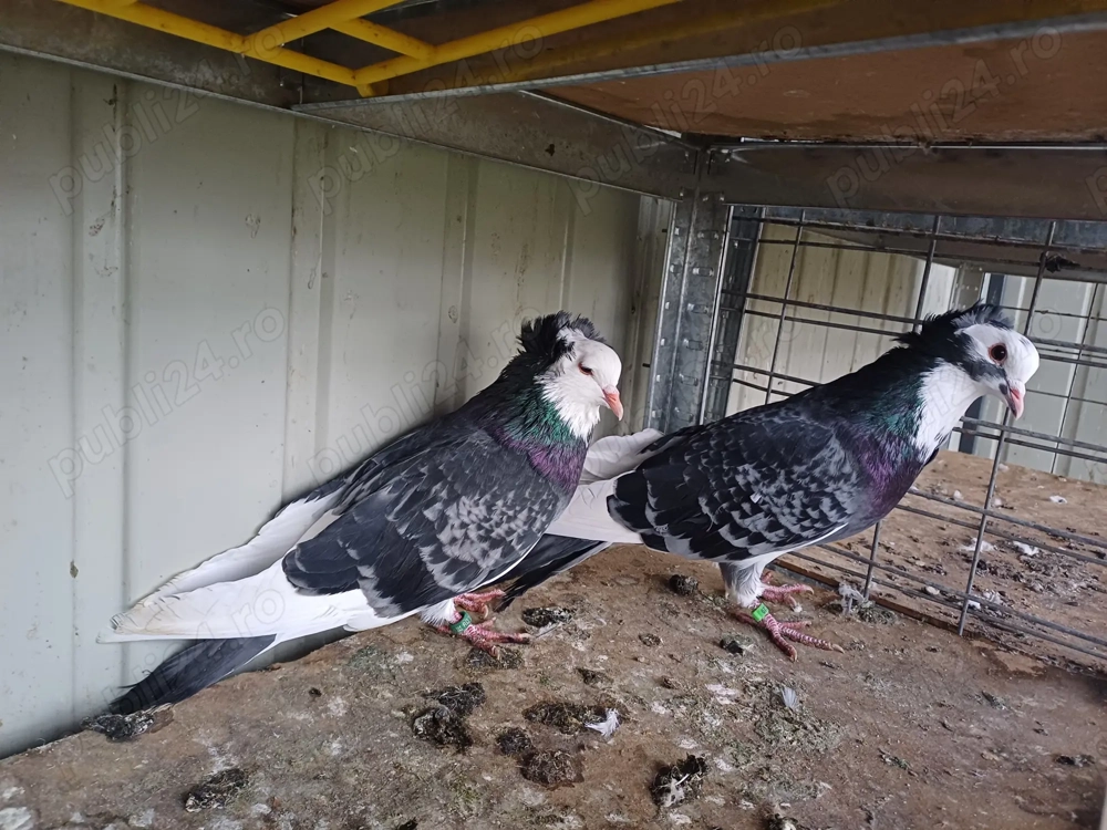 Vand porumbei Uriaș de Salonta 