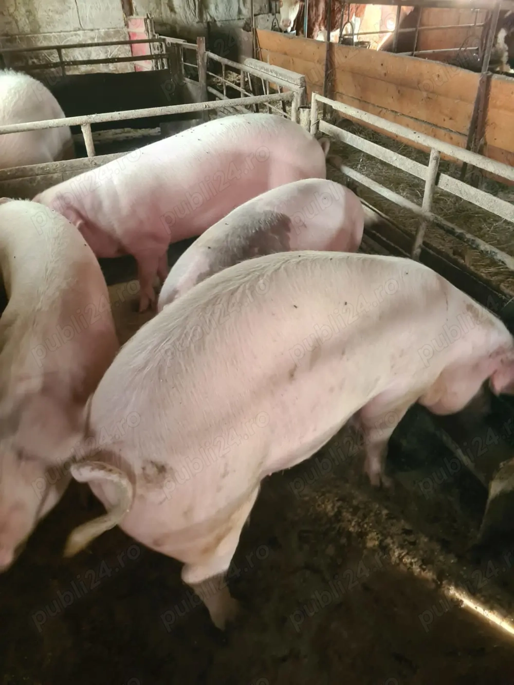 Vand porci Marele Alb 