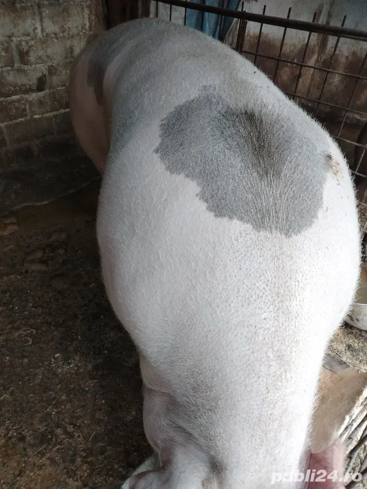 Vând porci pentru craciun