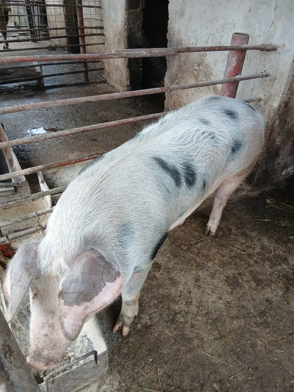 Vând porci pietrani