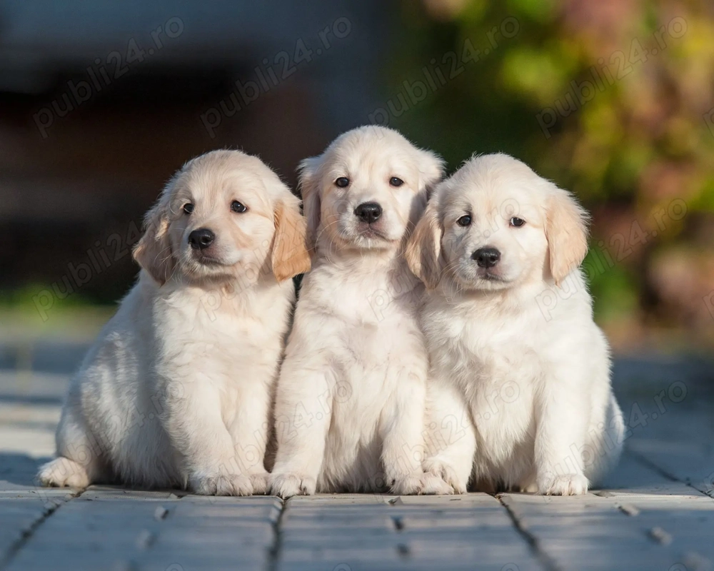 HRANA GRATUITA-Golden Retriever catei cu Factura-Garantie-Microcip-Varsta 2 luni-Livrare la Timis