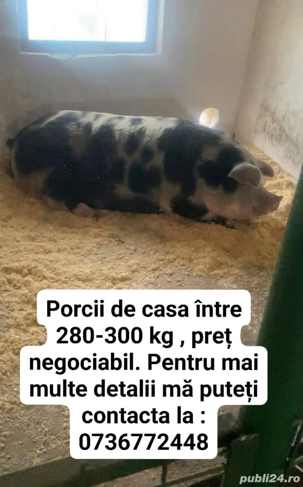 Porcii de vânzare 