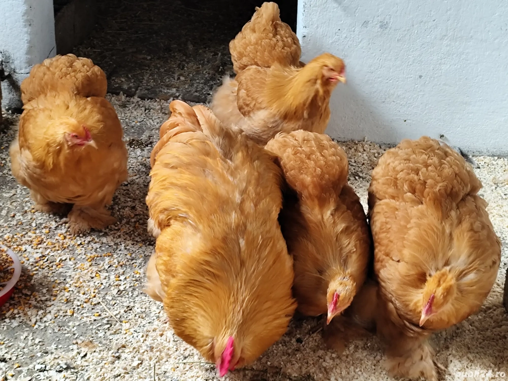 Găini orpington, brahma , cochinchina 