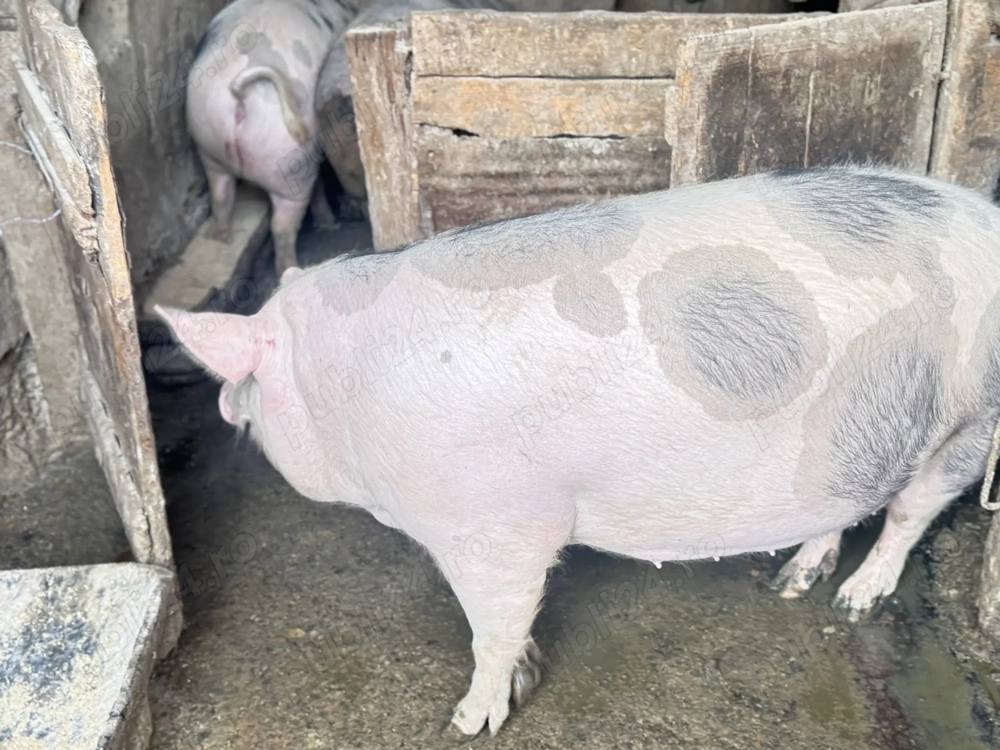 Porci grasi de vanzare