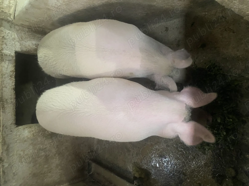 Porc gras marele alb cu Landras 