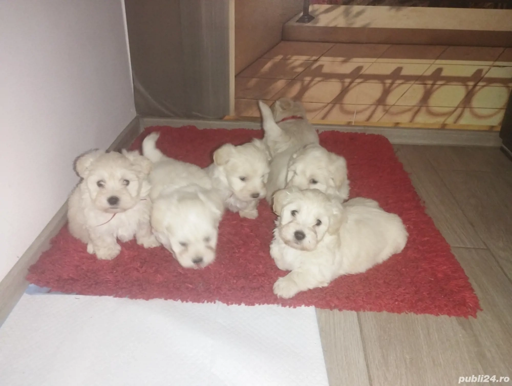 Bichon maltez puiuți 
