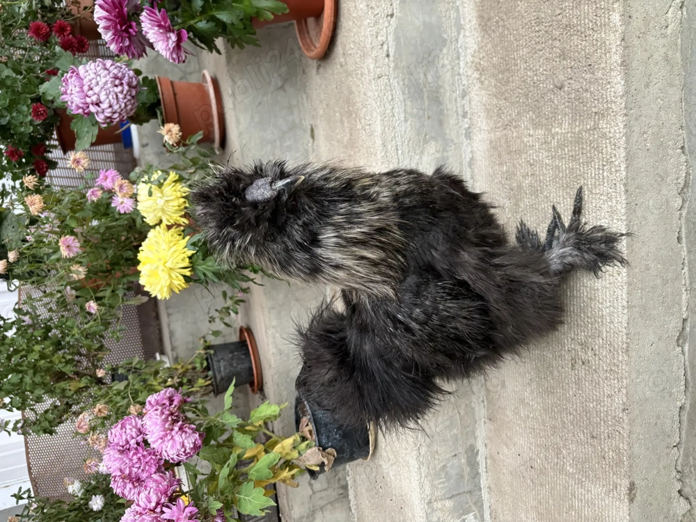 Cocoș mătase japoneză - negru cu guler argintiu 