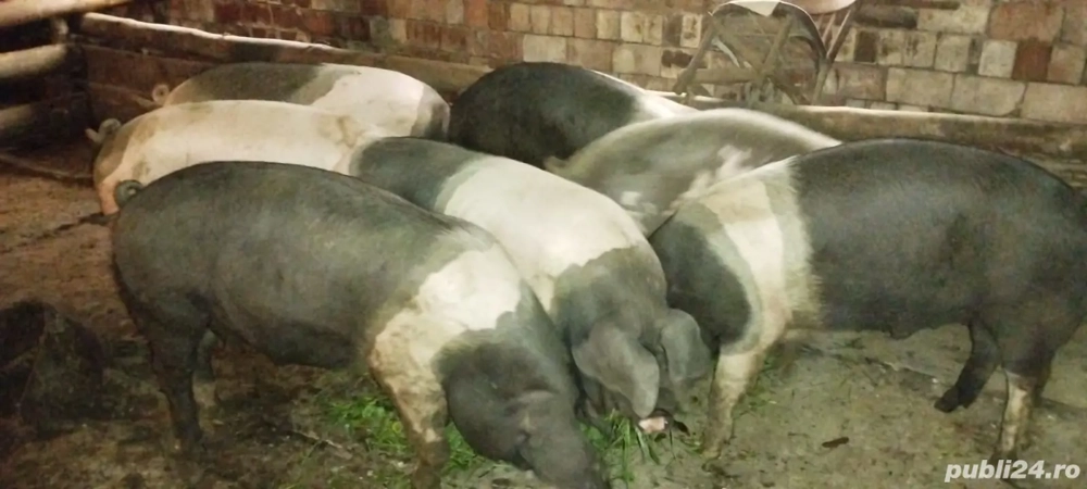 porci pentru sacrificare 