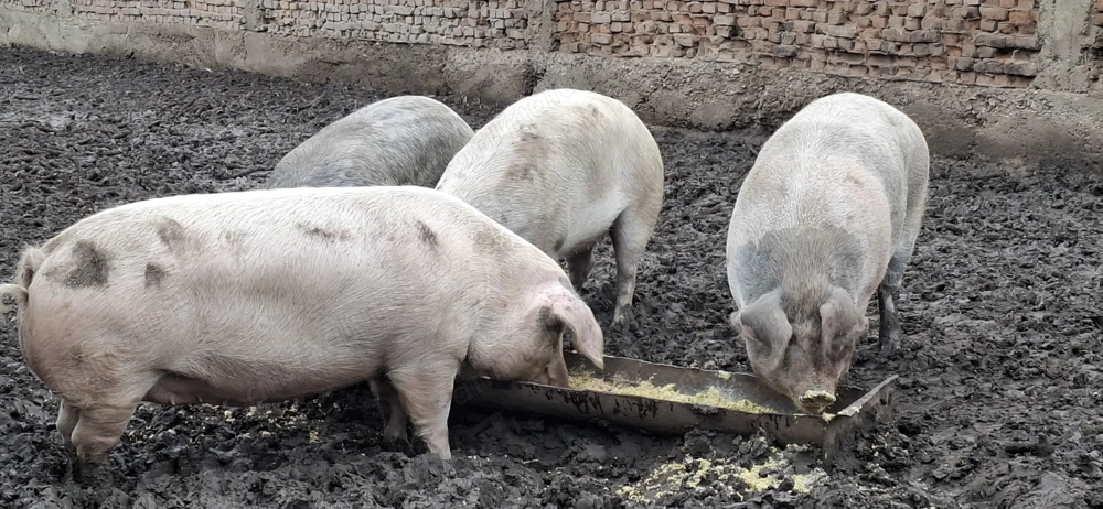 Porci de vânzare, mai multe detalii la telefon!