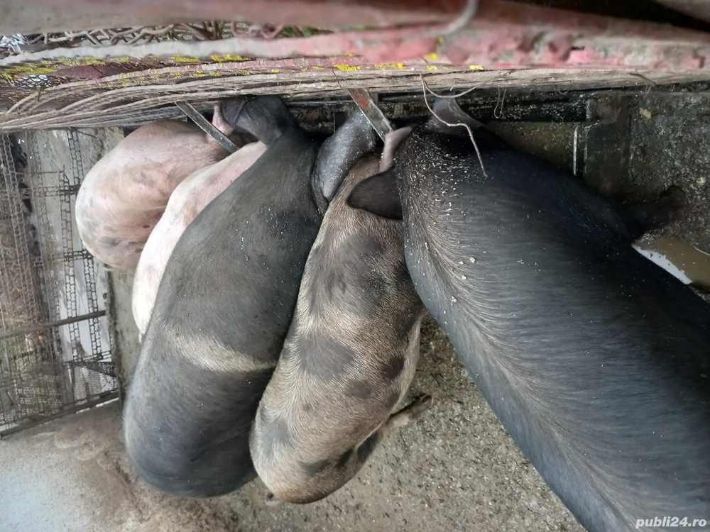 vînd porci crăciun bio