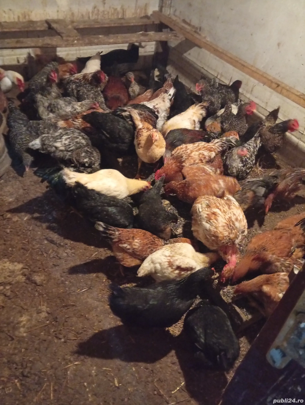Schimb sau Vând 20 de Pui Pe 12 Rațe Românești 