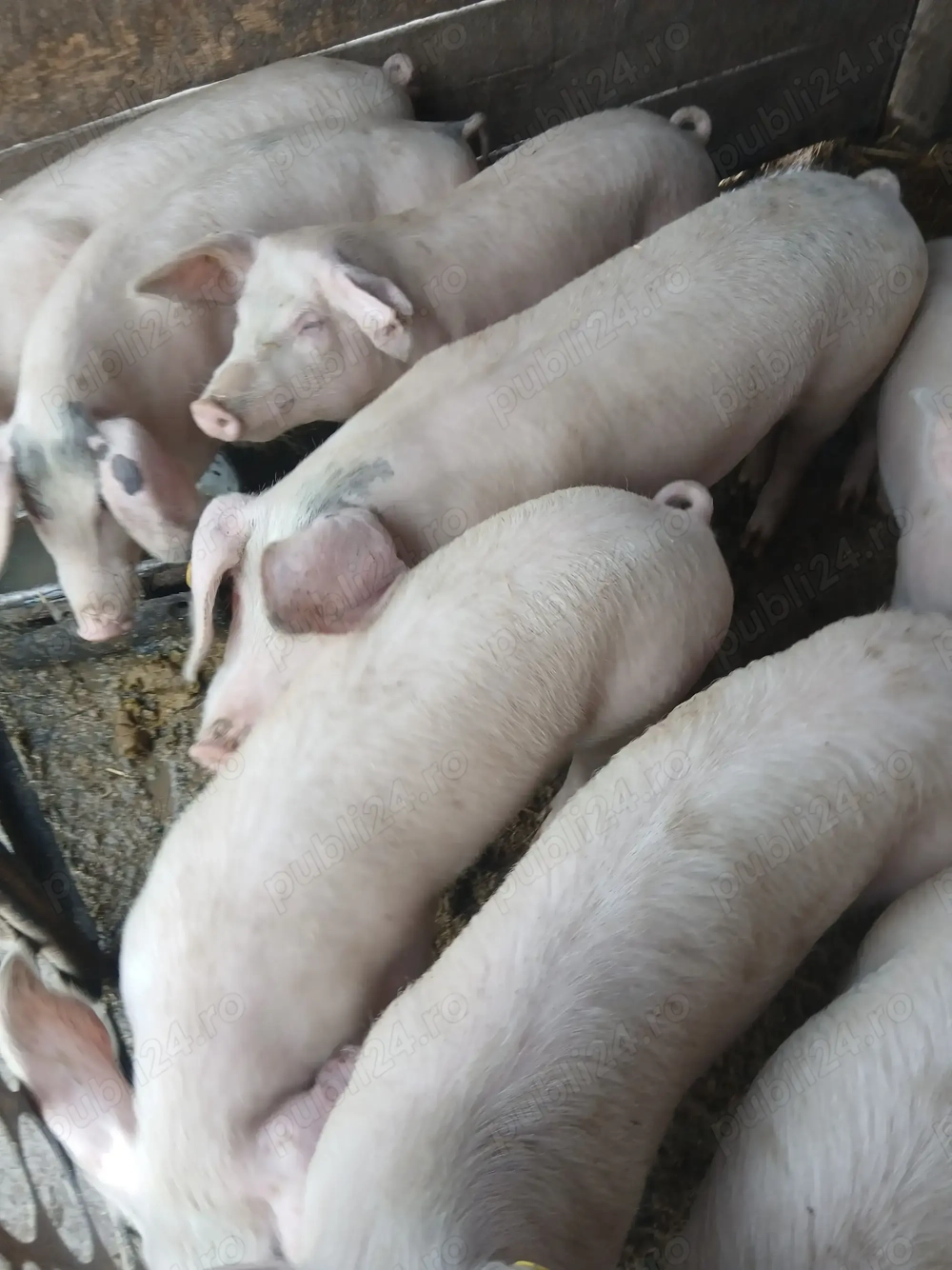 Vând suldani între 30 40dekg mai multe detali la telefon......................................