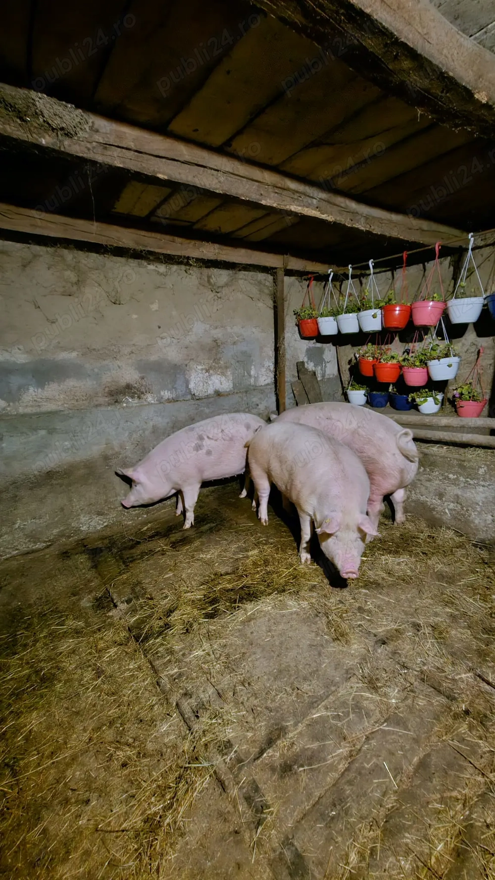 Vand Porci pentru Crăciun