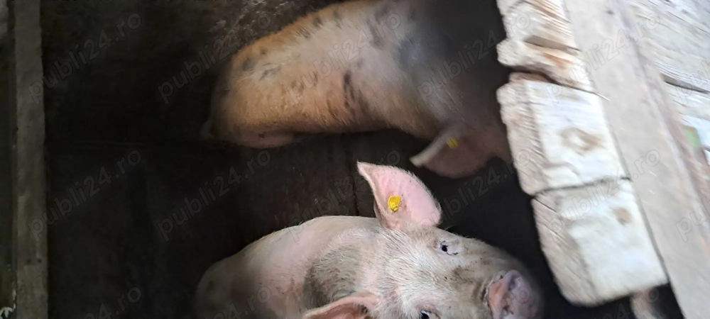 De vanzare pentru sacrificat 