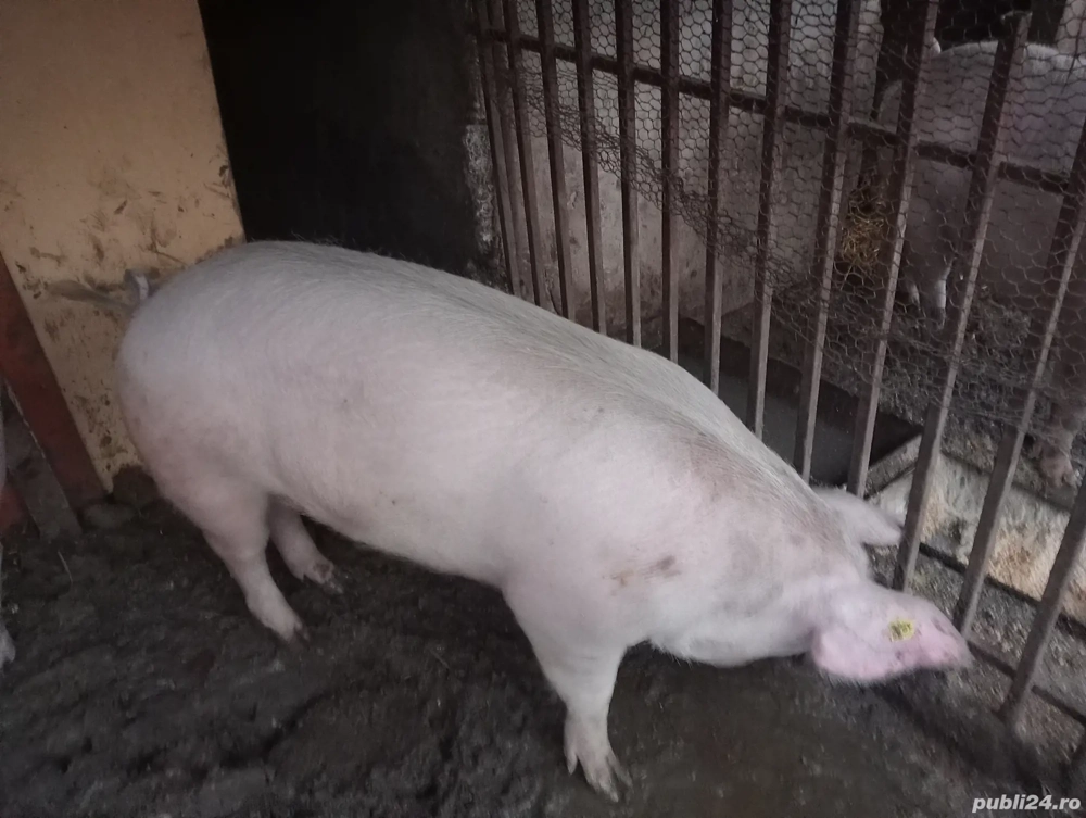 porc de vînzare 