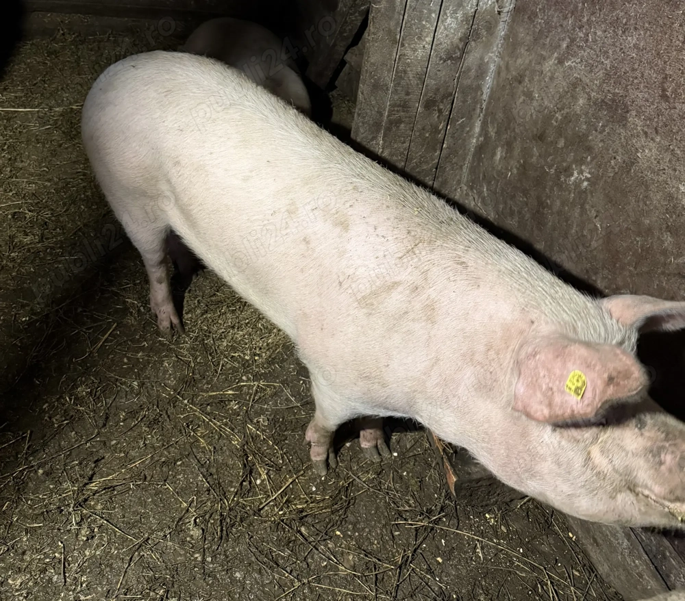 Vând porc rasă de carne, crescut natural în gospodărie!!