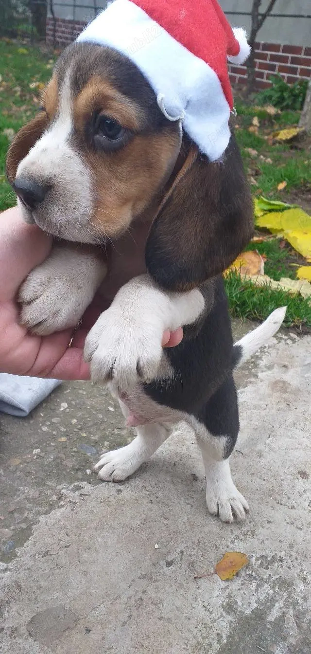 Catelus beagle in varsta de 8 saptamani