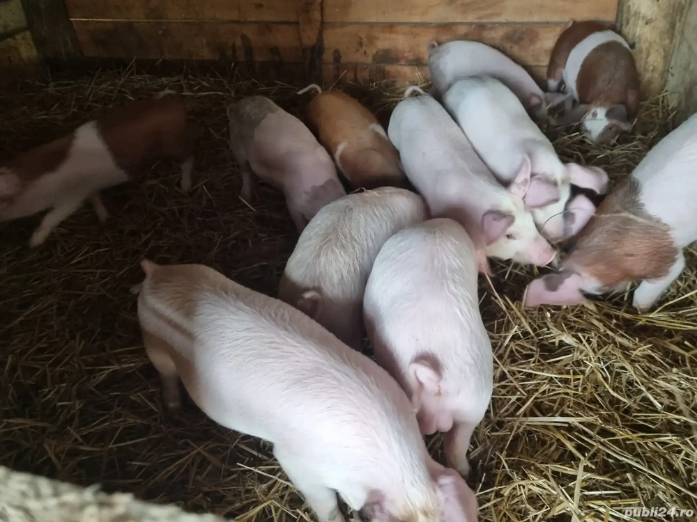  Purcei de vanzare 