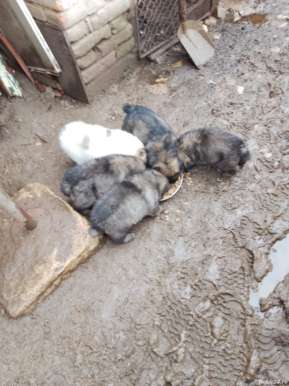 vand catei cionansti crescuti la oi parinti detsli la tel 