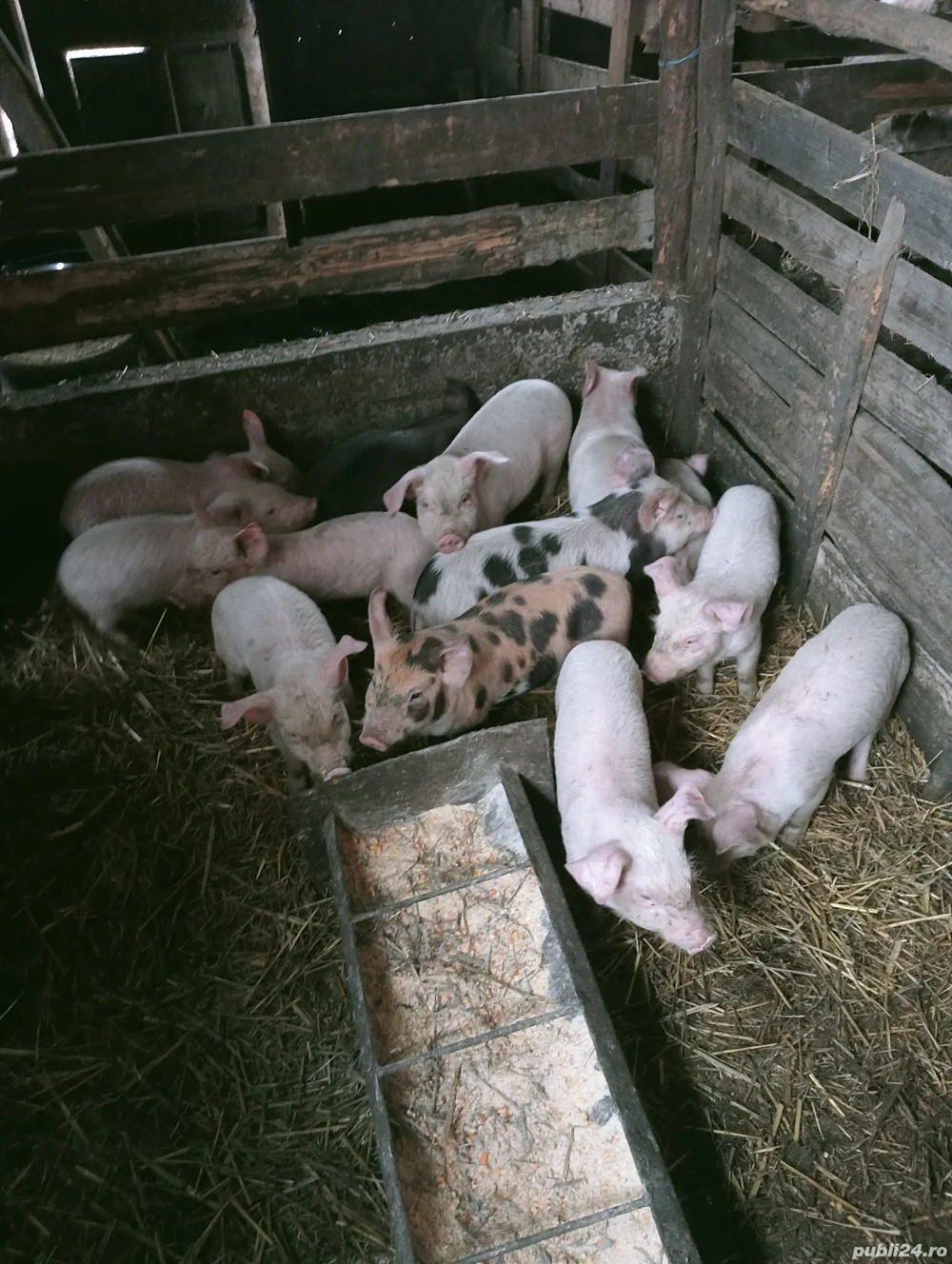 Purcei de vânzare 