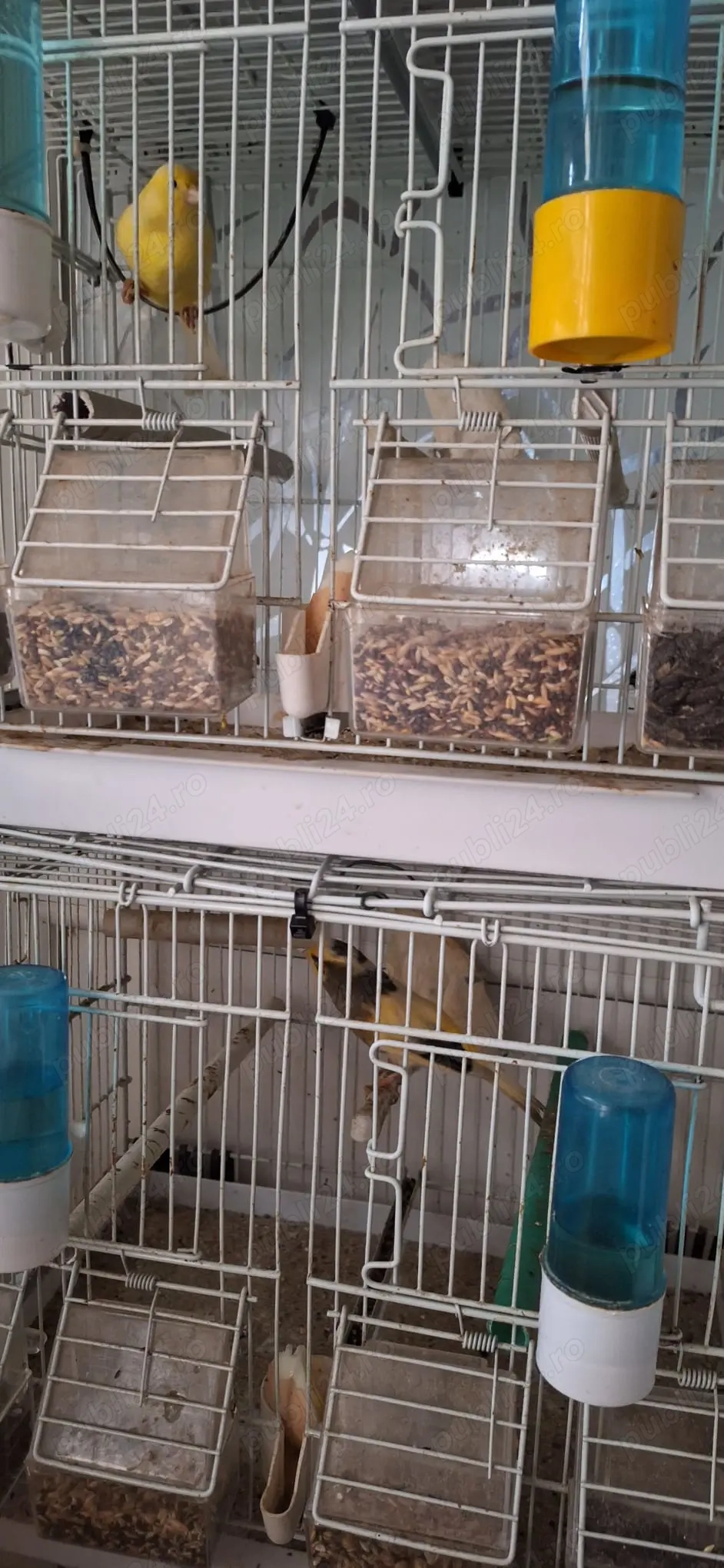 Vand 3 canari + 4 colivii .