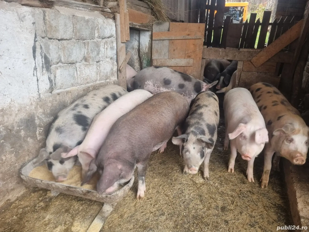  vand porci pentru sacrificat 