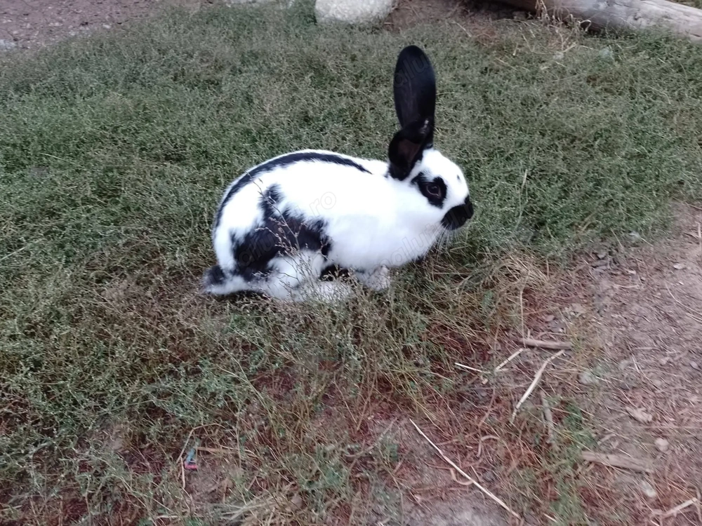 De vânzare 4 iepuri de anul acesta 