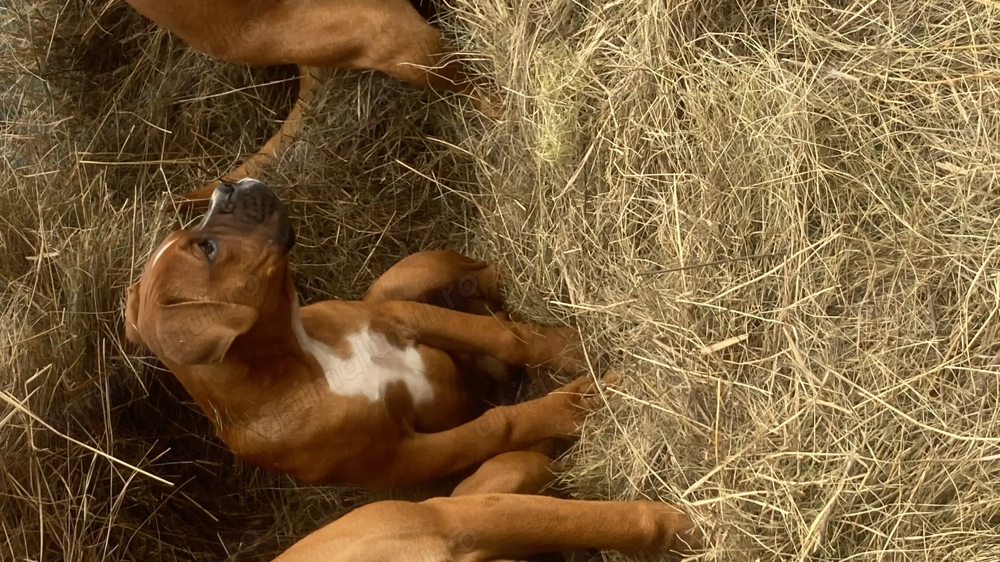 Boxer German de 3 luni 